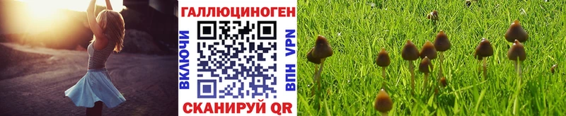 гидра зеркало  Исилькуль  Галлюциногенные грибы Psilocybe 